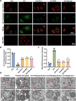 Glycyrrhizin arginine salt protects against cisplation-induced acute liver injury by repressing BECN1-mediated ferroptosis